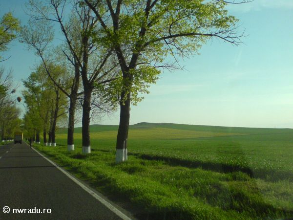 Prin Dobrogea