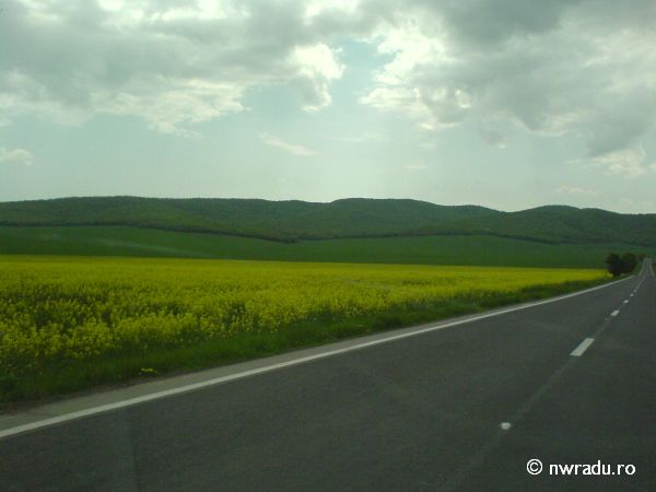 Prin Dobrogea