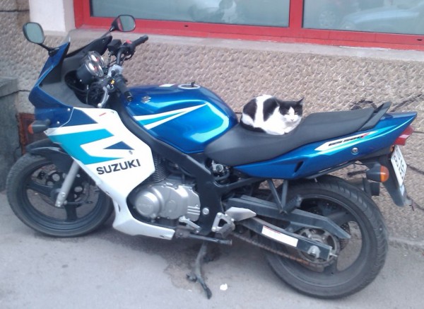 Pisica pe motocicleta