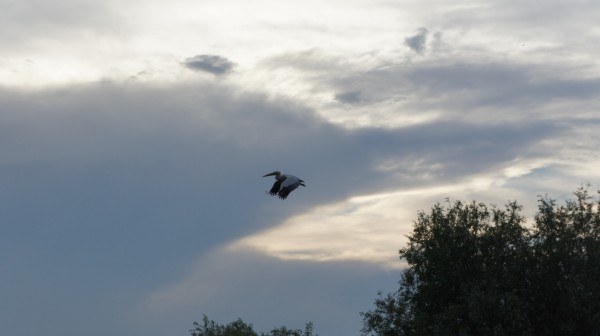 Un pelican in zbor, pe la ora 20, modul sport, ISO 400, 1/1000. Click pentru a studia detalii la 4592x2576 px