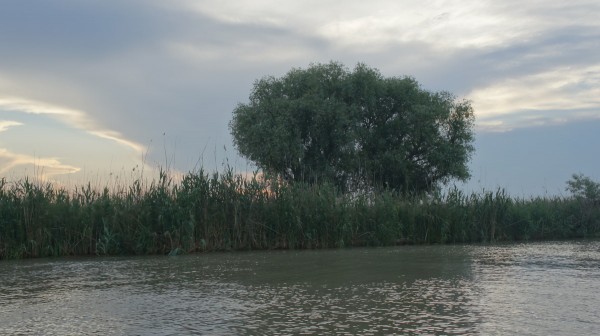 Imagine HDR, facuta automat de aparat prin combinarea a trei cadre. Detalii foarte bune in stuf. Aparatul a aliniat foarte bine cele 3 cadre, desi au fost facute dintr-o barca in miscare