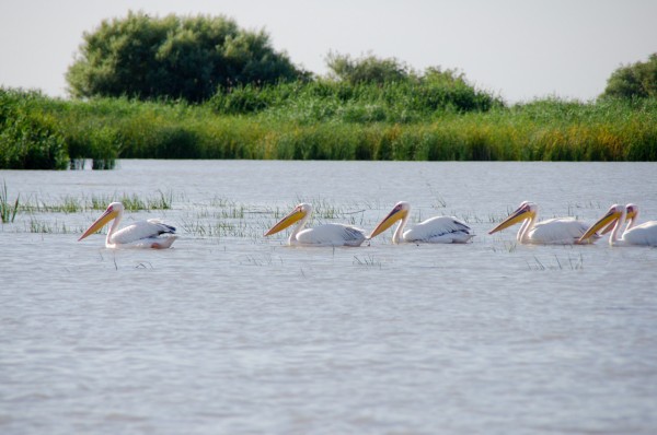 Pelicani plutind pe ape