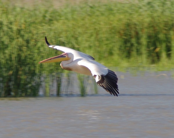 Pelican in zbor