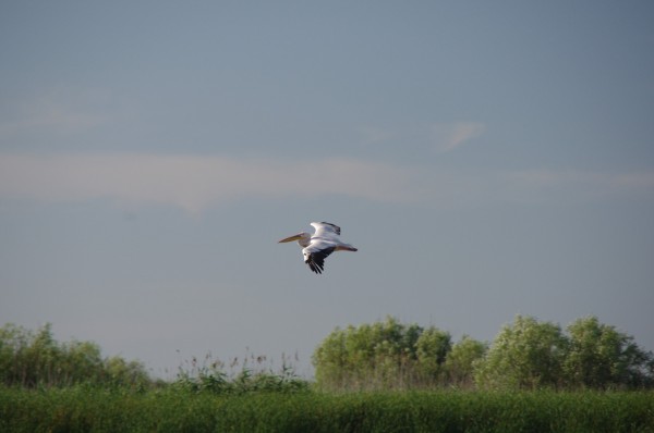 Pelican in zbor