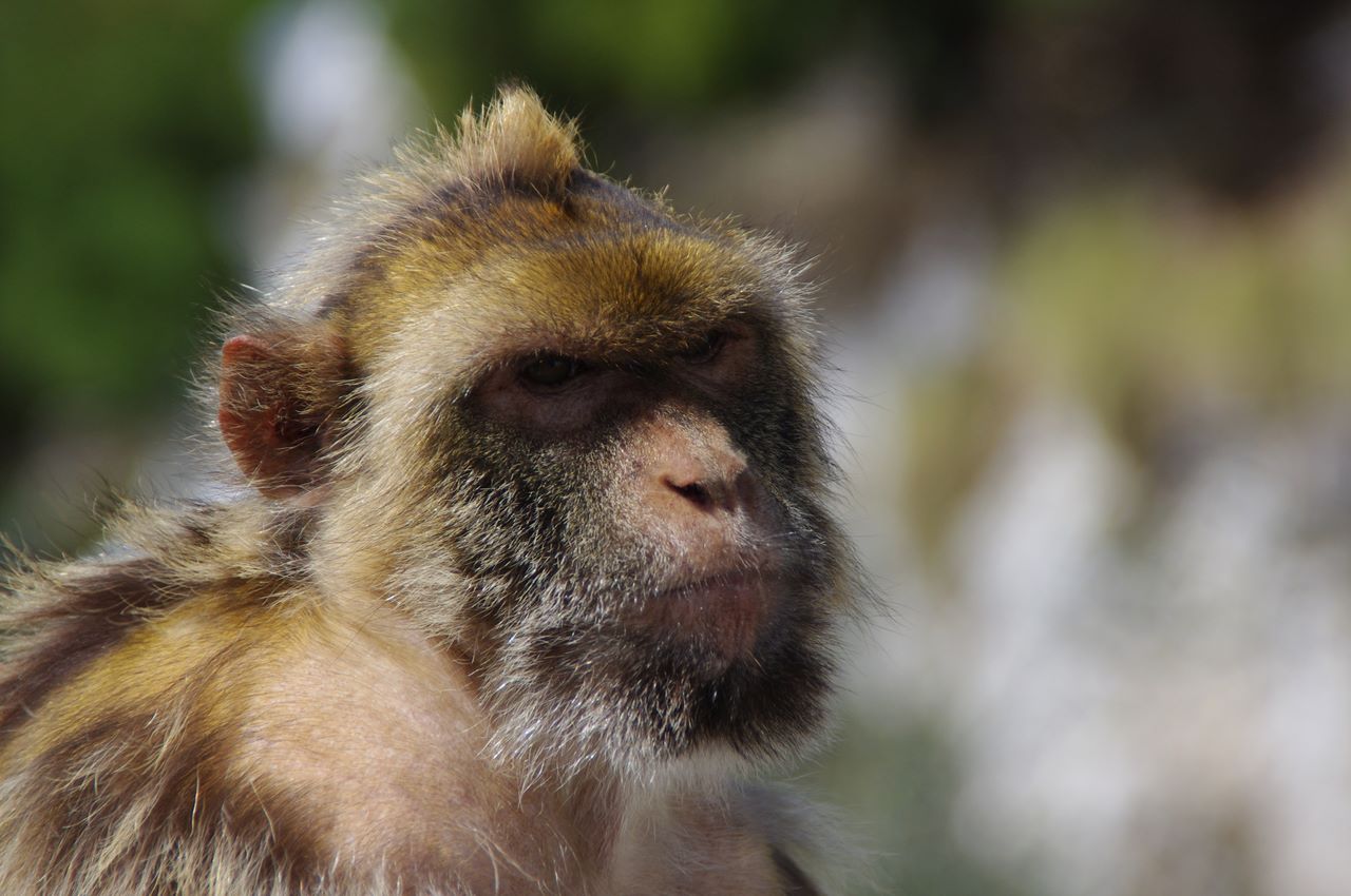 Maimutele Din Gibraltar Nwradu Blog