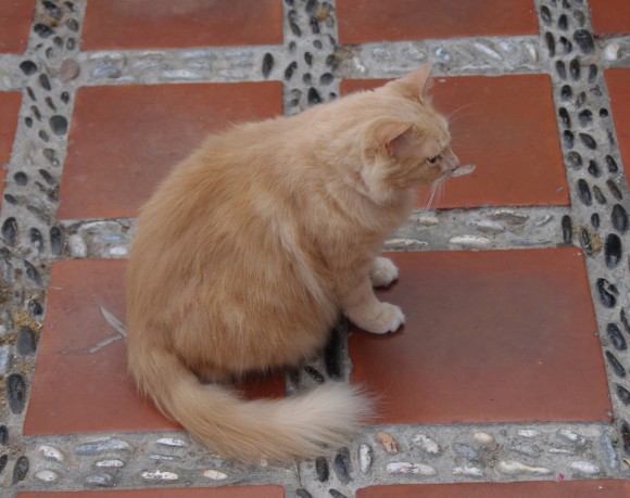 Pisica foarte grasa - Marbella