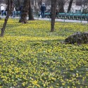 Alte flori in parc