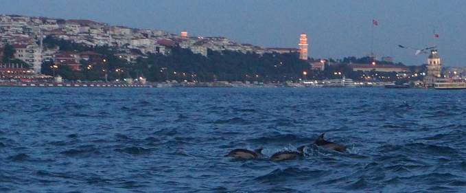 Delfini în Bosfor