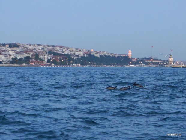 2012_06_09_delfini