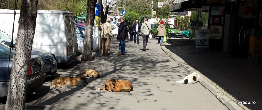 Două decizii foarte proaste: taxarea autostrăzilor și amendarea hrănirii câinilor