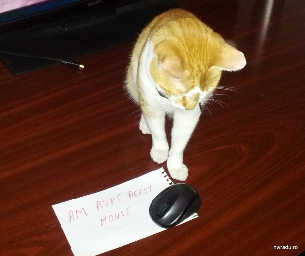 mouse_shamed