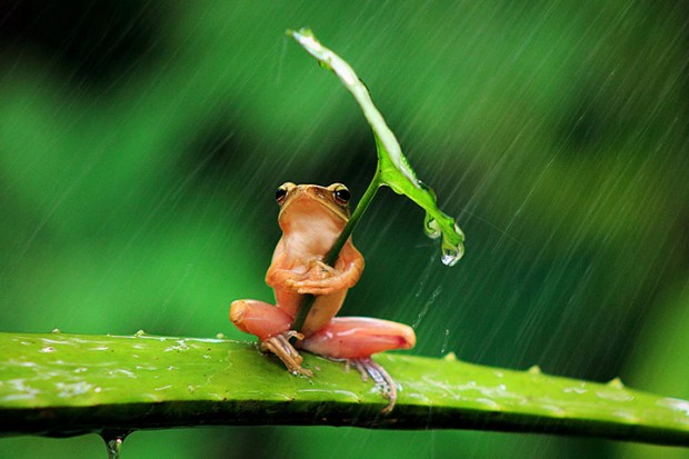 A tree frog clutches a leaf angled towards the rain in Jember, East Java