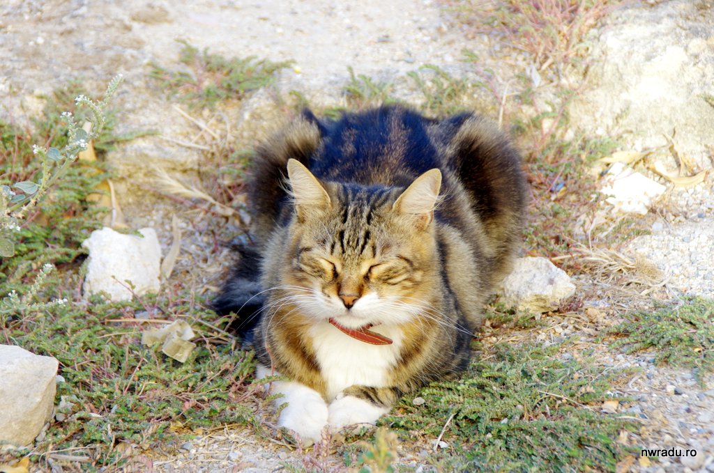 Pisici!