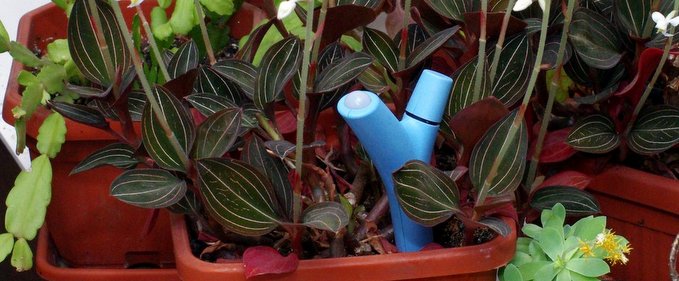 Review Parrot Flower Power, gadget-ul care îți monitorizează florile
