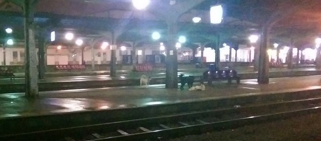 Diferențe de mentalitate privind eutanasierea câinilor