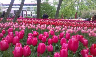 keukenhof_oficial_2