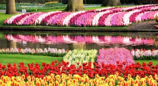 keukenhof_oficial_5