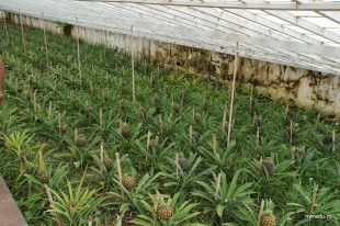 ananas_azore_05