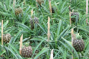 ananas_azore_06