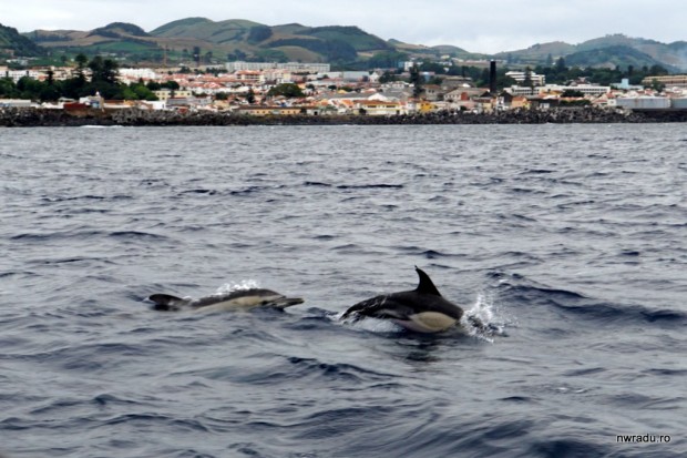 delfini_balene_sao_miguel_azore_08