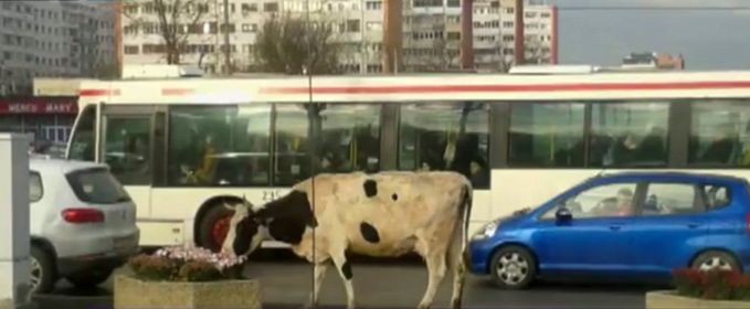 Ceva este în neregulă la Iași…