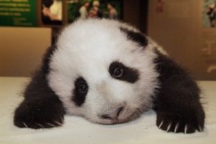 sad_panda