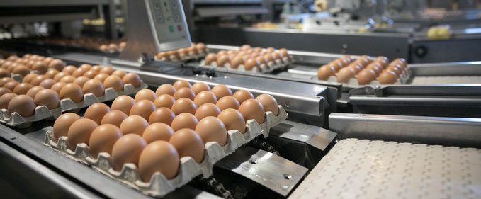 Drumul oului de la găină la raftul supermarketului