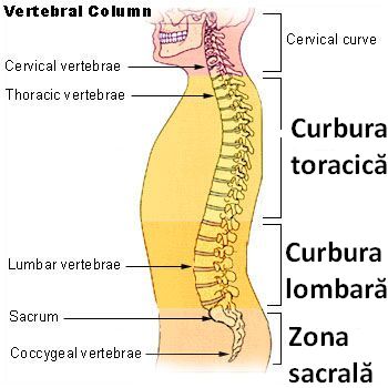 Coloana vertebrala lombara