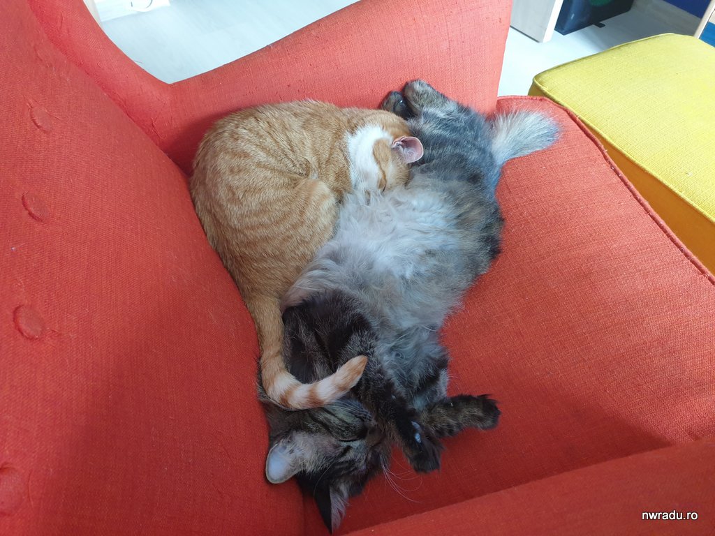 Pisicile Mele Dormind In Poziții Ciudate Nwradu Blog
