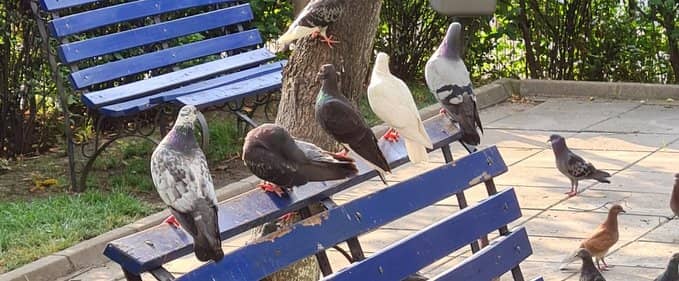 Cam multe păsări în București, nu?