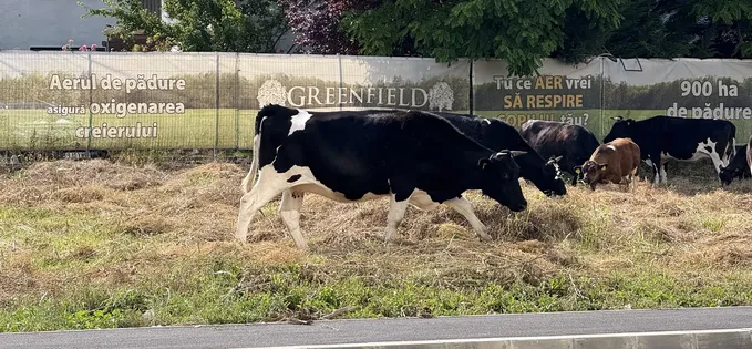 AI-urile de editare foto au ajuns foarte performante, iată un exemplu din Greenfield