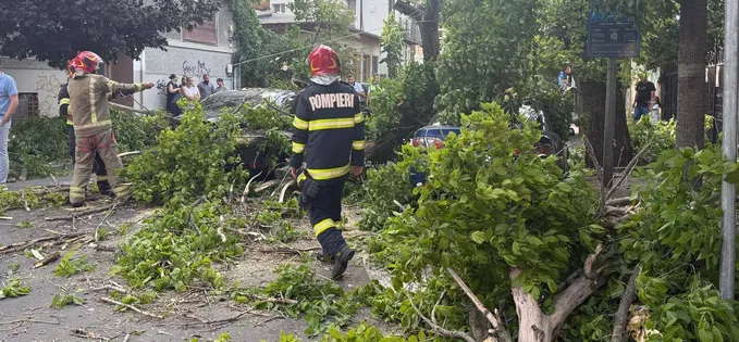 Dragă Primărie: este momentul să înceapă o acțiune masivă de tăiere a copacilor uscați